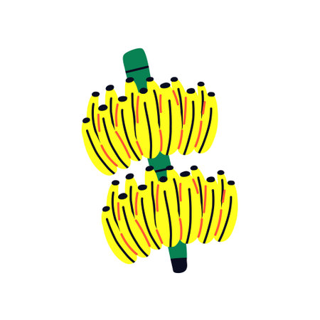 Tropical acid fruit isolated bunch banana on cane. hand drawn vectorのイラスト素材