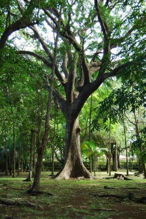 big tree with wide roots in a botanical gardenの写真素材