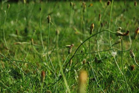 Grass and calendula flowers. Fresh green spring grass, abstract Nature Background