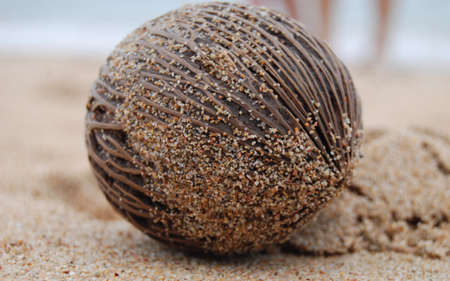 Brown coconut on the beach near seaの写真素材