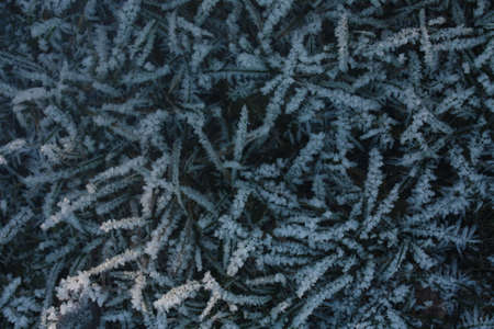 closeup of frosty grass in winter,background, momochrome
