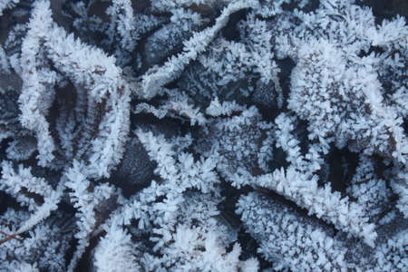closeup of whit frosty leaves on the ground