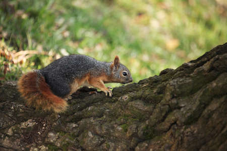 Funny Squirrelの写真素材