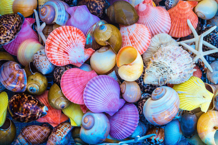 Closeup of colorful sea shells in different shapesの写真素材