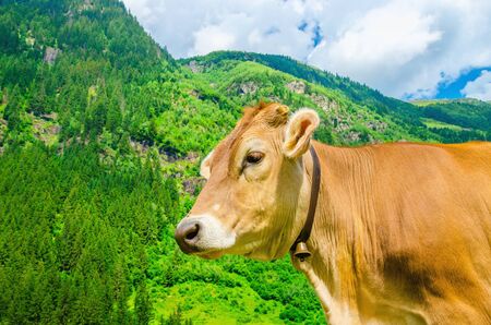 Alpine brown cow on green meadow, Austriaの写真素材