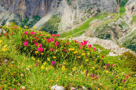 Amazing landscape with mountain flowers and mountain pine, Averau-Nuvolau group, Dolomites Mountains, Italyの写真素材