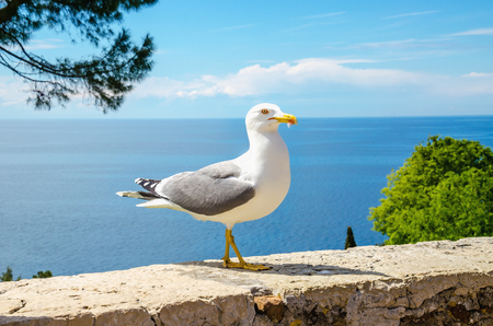 White seagull standing on a stone wallの写真素材