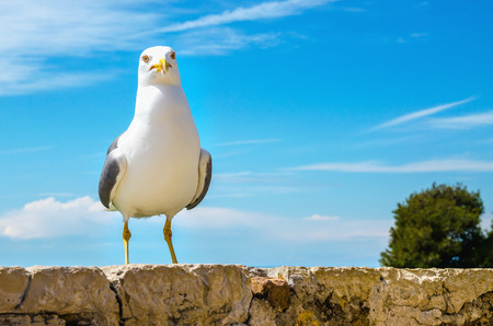 Seagull portrait against a blue skyの写真素材