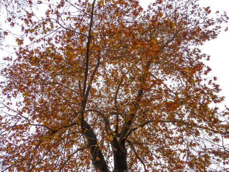 Autumn tree over white sky backgroundの写真素材