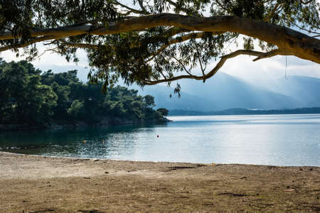 Tree on a brown sand beach at Poros, Greeceの写真素材