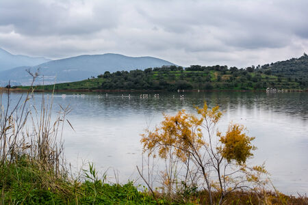 Flamingos in the Psifta lakeの写真素材