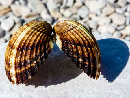 Brown seashells in the beach