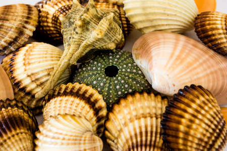 Closeup collection of different seashells
