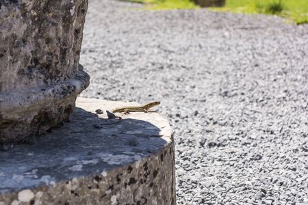 Lizards hiding on the ruins of Ancient Messini at Greeceの写真素材