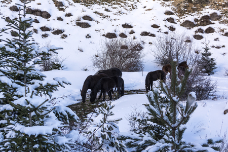 Black free horses at Ziria mountainの写真素材