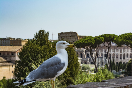 Gull on the outlook with Colosseum. Seagull watching Rome with Colosseum. Bird in the Roman Forum, the historic city center, Roma, Italy.の写真素材