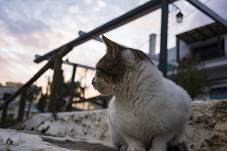 Cat sitting at the seashore of the village of Mochlos, Crete, Greeceの写真素材