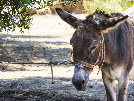 A donkey tied to a treeの写真素材