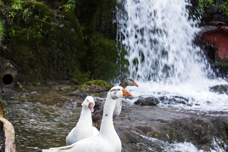 White ducks with orange beak next to a waterfallの写真素材