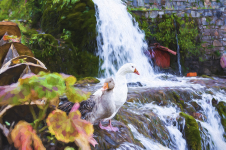 White and grey ducks with orange beak next to a waterfallの写真素材
