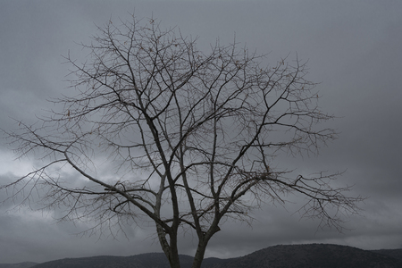 Winter naked tree on a dark sky backgroundの写真素材