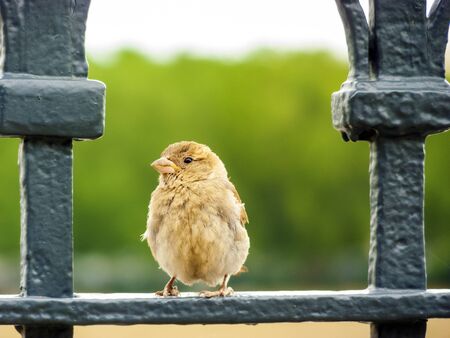 Sparrow sitting on the railing of a park.