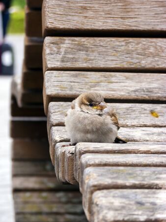 Sparrow sitting on the railing of a park.の写真素材