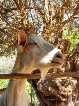Portrait of a brown goat. Greece.の写真素材
