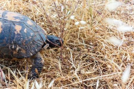 A turtle wanders the grounds in Athens, Greece.の写真素材