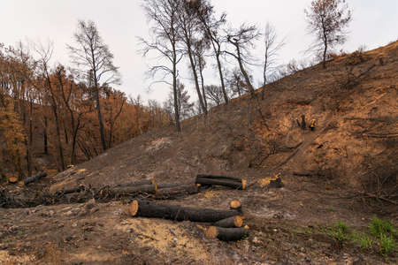 Burned forest in Attica, Greece, after the bushfires at Parnitha Mount and the districts of...