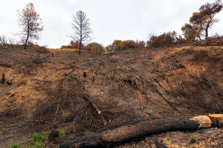 Burned forest in Attica, Greece, after the bushfires at Parnitha Mount and the districts of Varympompi and Tatoi, in early August 2021. The oak forest has been completely burnt.の写真素材
