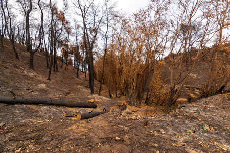 Burned forest in Attica, Greece, after the bushfires at Parnitha Mount and the districts of...
