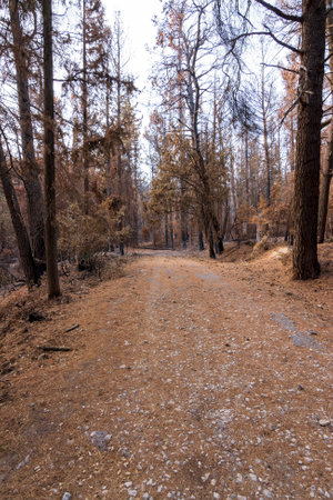 Burned forest road in Attica, Greece, after the bushfires at Parnitha Mountain and the districts of Varympompi and Tatoi, in early August 2021. The oak forest has been completely burnt.の写真素材