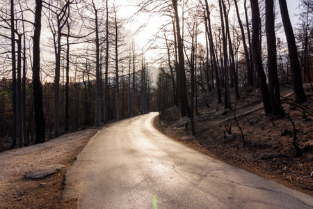 Burned forest road in Attica, Greece, after the bushfires at Parnitha Mountain and the districts of Varympompi and Tatoi, in early August 2021. The oak forest has been completely burnt.の写真素材