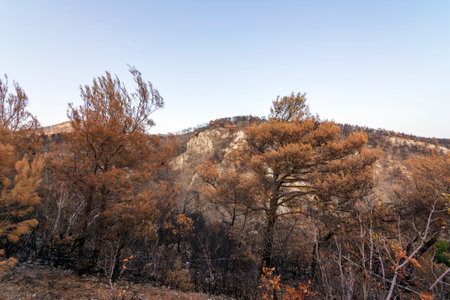 Burned forest in Attica, Greece, after the bushfires at Parnitha Mount and the districts of...