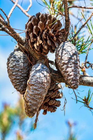 Close-up photo of the Greek fir tree as seen in April with cones in detail view. Attica, Penteli mountain.の写真素材