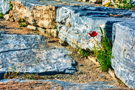 Poppy flower in the Ancient Greek theater of Thorikos in Lavrio, Attica, Greeceの写真素材