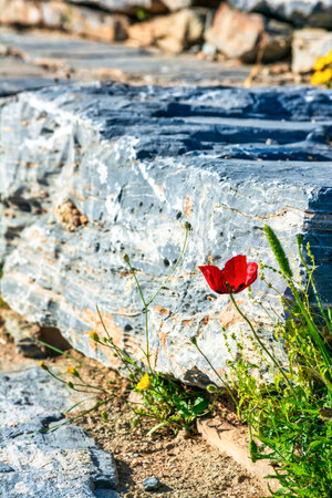 Poppy flower in the Ancient Greek theater of Thorikos in Lavrio, Attica, Greeceの写真素材
