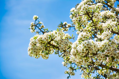 Branches of a blooming almond tree in early spring on the blue sky background. Daylight.の写真素材