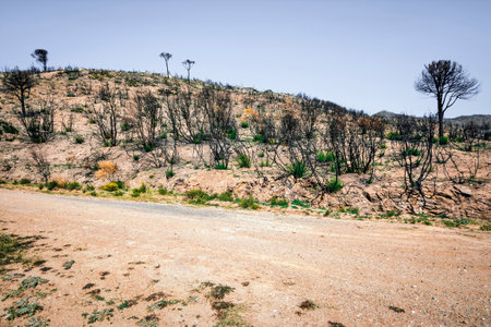 Dead trees and dead forest after a massive forest fire. Burned trees on the burnt mountain. Forest landscape after wildfires. Penteli, Greece.の写真素材