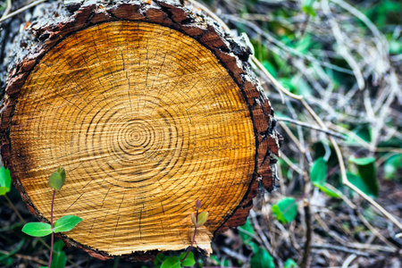 New plants near an old tree stump. Aged cut tree trunk with warm brown texture and rings. Attica,...