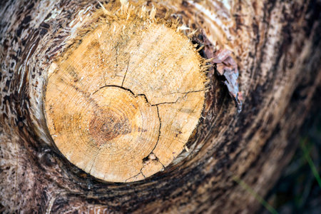 Aged cut tree trunk with warm brown texture and rings. Attica, Greece.の写真素材