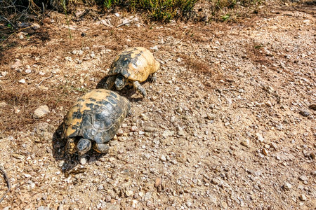 A couple of tortoises - love concept. Penteli mountain, Greeceの写真素材
