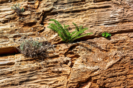 Natural stone surface detailed texture, Penteli mountain, Greece.の写真素材