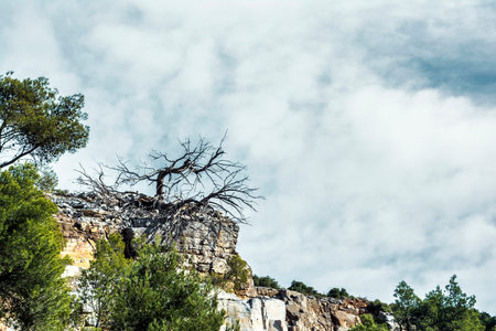Tree growing in the rock. Penteli mountain, Greece. Penteli is a mountain, 18 km north of Athens.