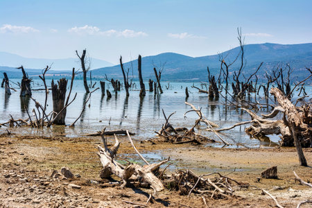 A surreal landscape of dried tree trunks scattered along the shore of Doiran Lake in Greece, with shallow water reflecting the sky and distant mountains.の写真素材