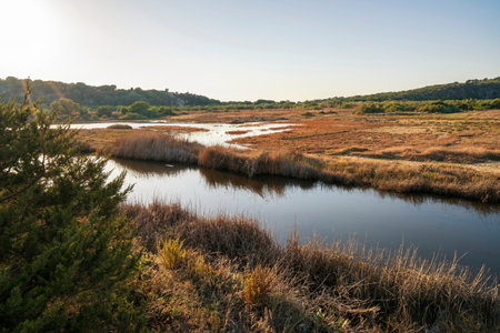 Serene Gialova Lagoon wetlands with golden grasses, calm water channels, and lush greenery illuminated by soft sunset light.の写真素材