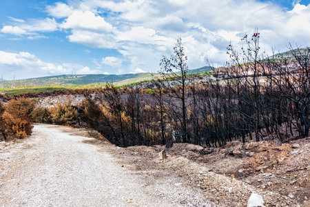 A mountain road winds past scorched trees and barren hillsides following the 2024 wildfire on Mount Penteli in Greece.の写真素材