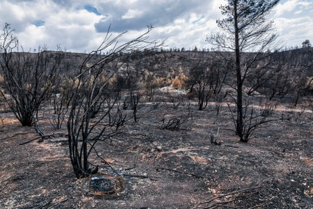 Scorched trees and blackened earth dominate this desolate forest scene after the devastating 2024 wildfire on Mount Penteli, Greece.の写真素材