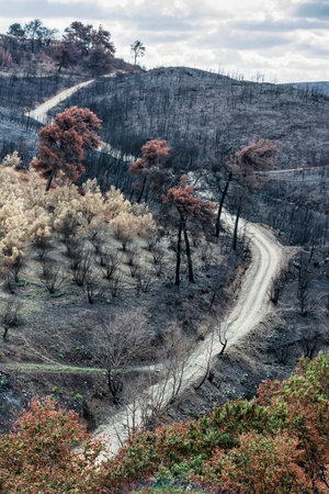 A dirt path snakes through scorched hills near Marathon Lake, with charred trees and signs of wildfire damage across the landscape.の写真素材